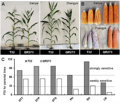 Integrated GWAS, linkage, and transcriptome analysis to identify genetic loci and candidate genes for photoperiod sensitivity in maize